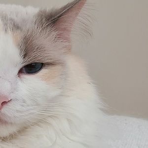 Meet your Posher, Han ying